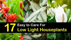 low light houseplants titlimg1