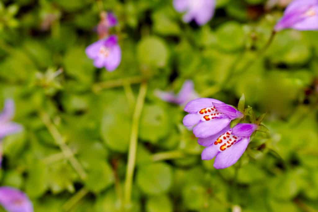 Mazus Ground Plants