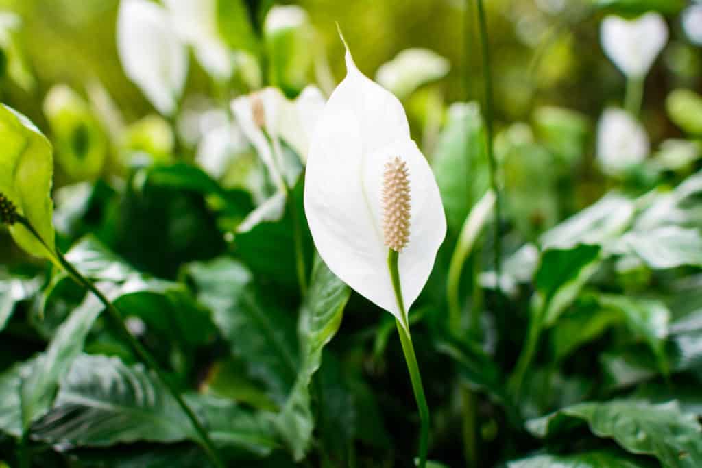 peace lily houseplant img