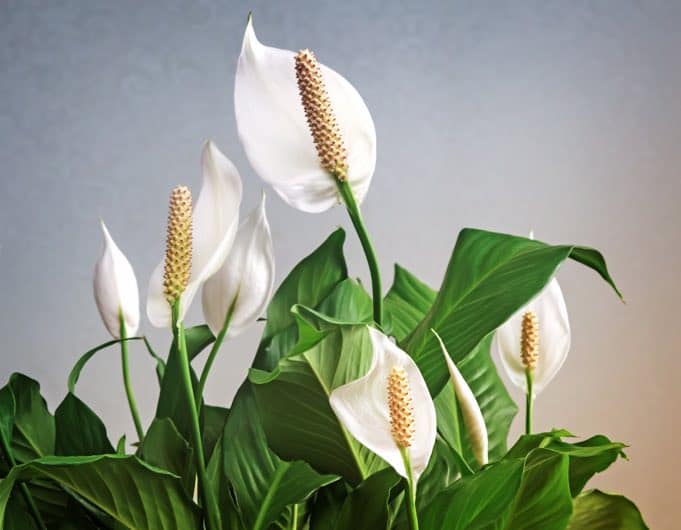 peace lily spathiphyllum plants