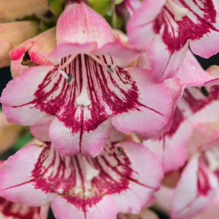 penstemon hewells plant