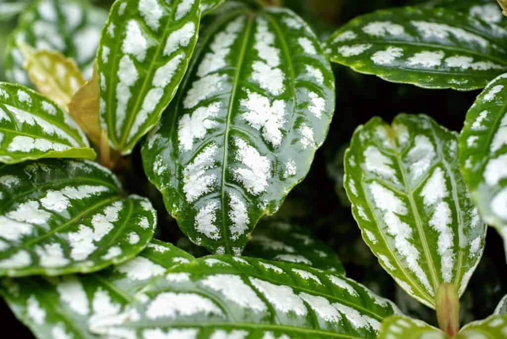 pilea cadierei gagnep leaf - houseplants for low light img