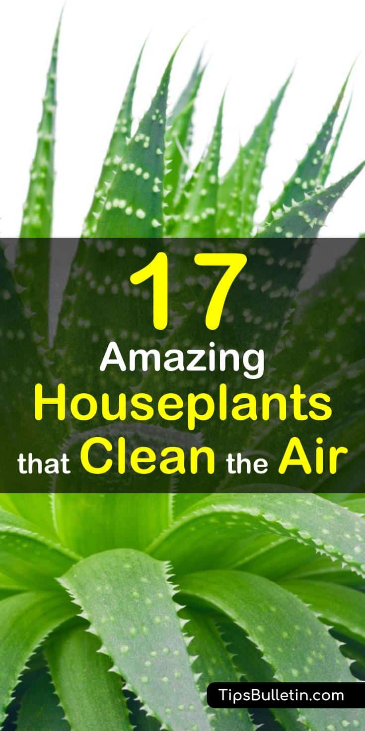 The best house plants that actually purify the air and are very low maintenance. Ranging from peace lily, bamboo palm to aloe vera plants, most of these are low light easy-to-care-for houseplants. They help to clean indoor air and filter harmful toxins.#plants #houseplants #cleanair