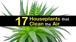 plants-that-clean-the-air-t1