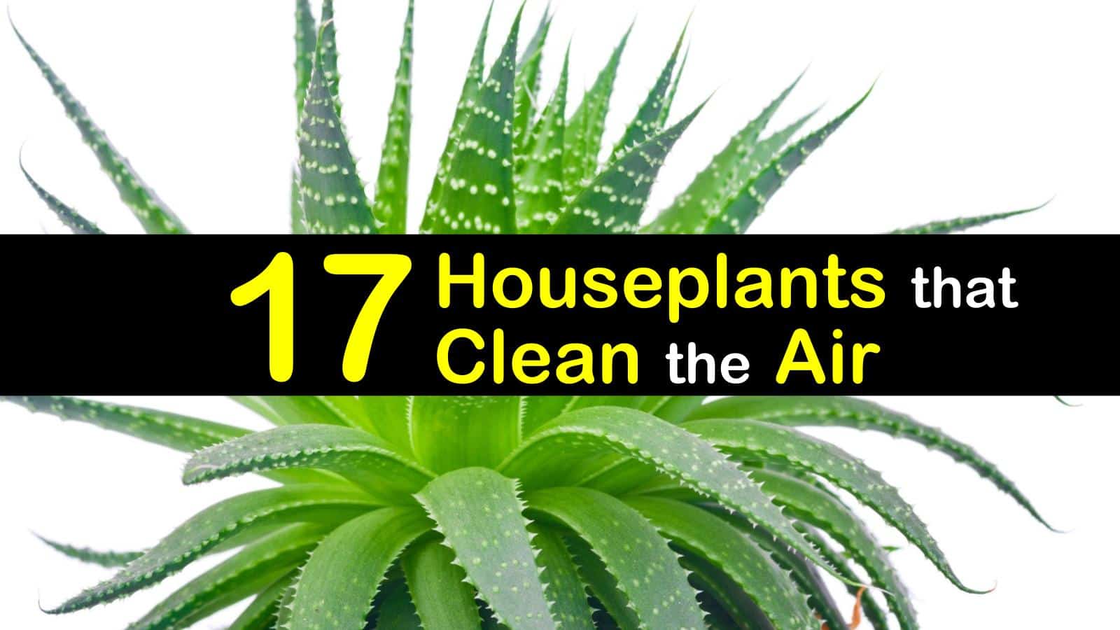 17 Amazing Houseplants that Clean  the Air 