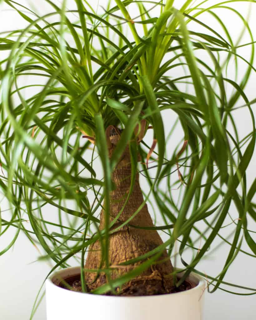 ponytail palm housplants for low light img