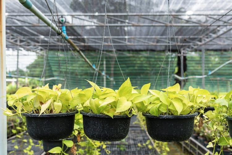 pothos in hanging pot