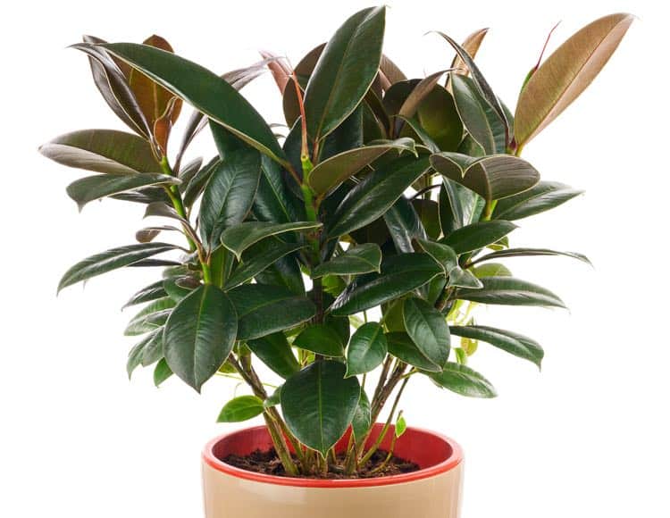 rubber plant to clean air at home img