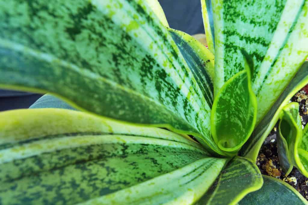 perfect house plant for low light - snake plant titlimg