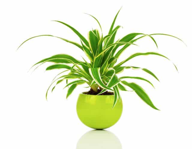 air cleaning spider plant in pot