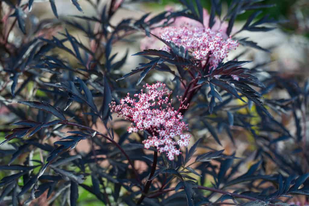 Black Lace Elderberry