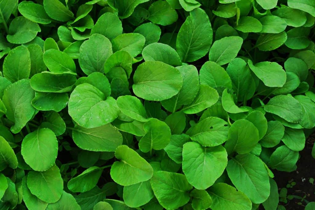 bok choy vegetables that grow in shade img