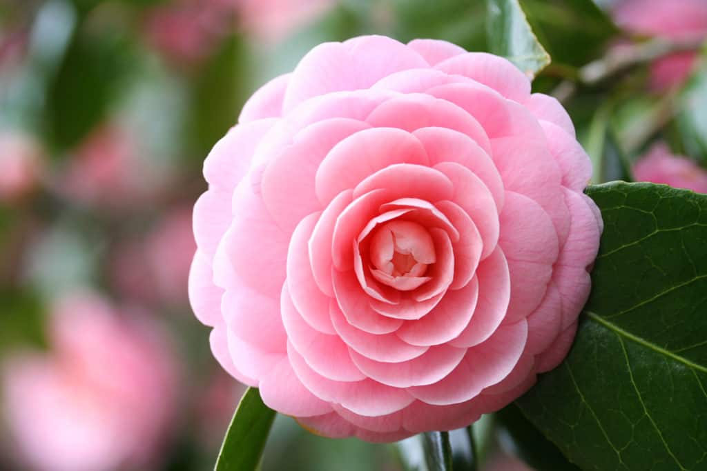 Camellia