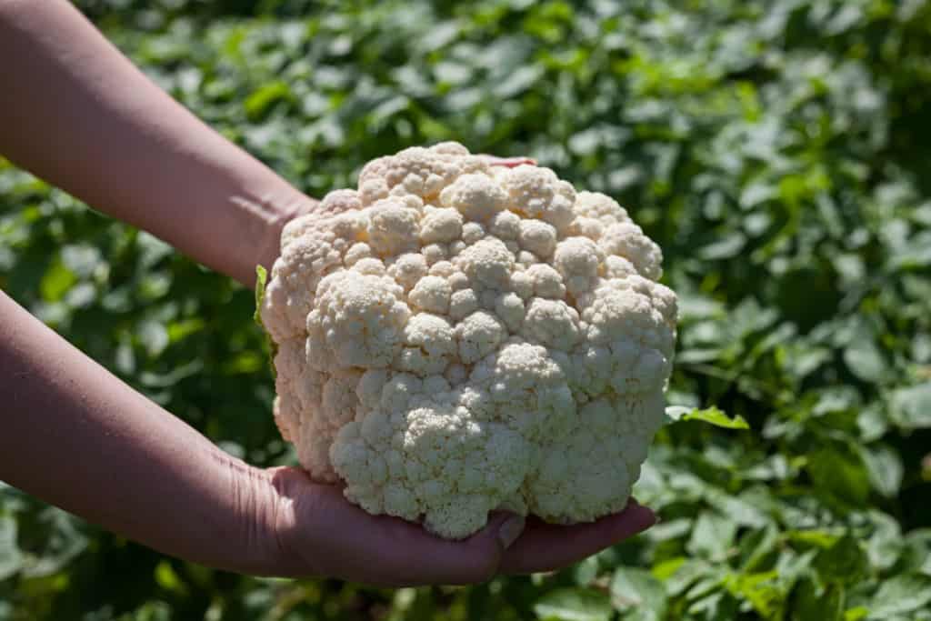 Cauliflower