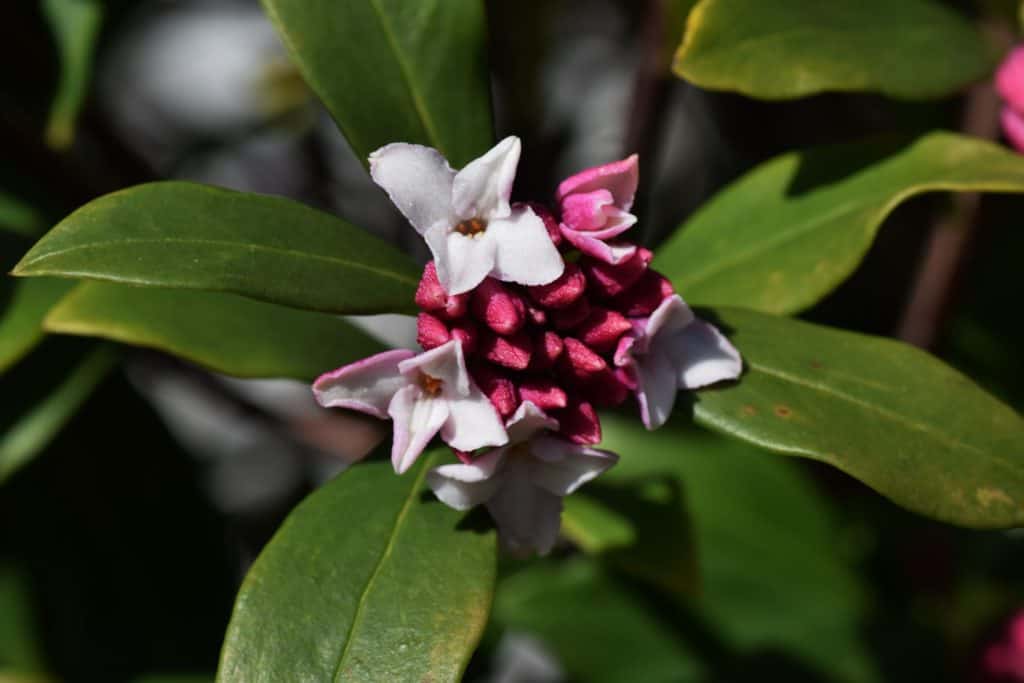 evergreen shrubs - daphne