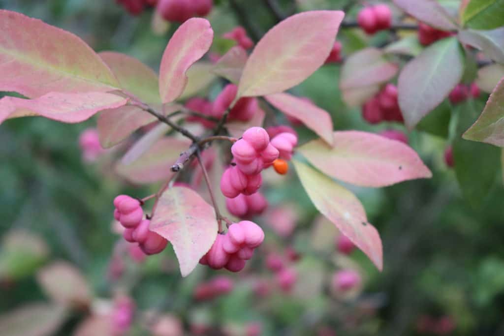 Euonymus plant