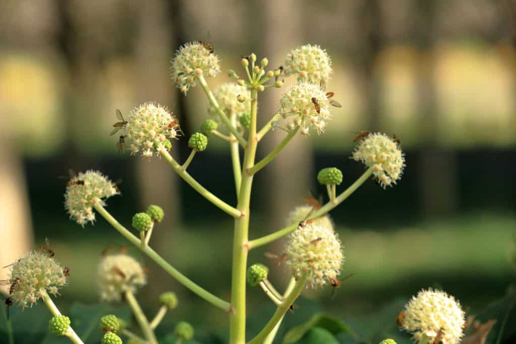 Fatsia Japonica