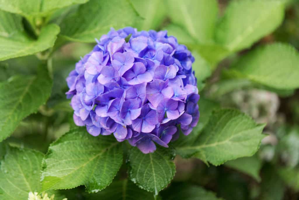 French Hydrangea