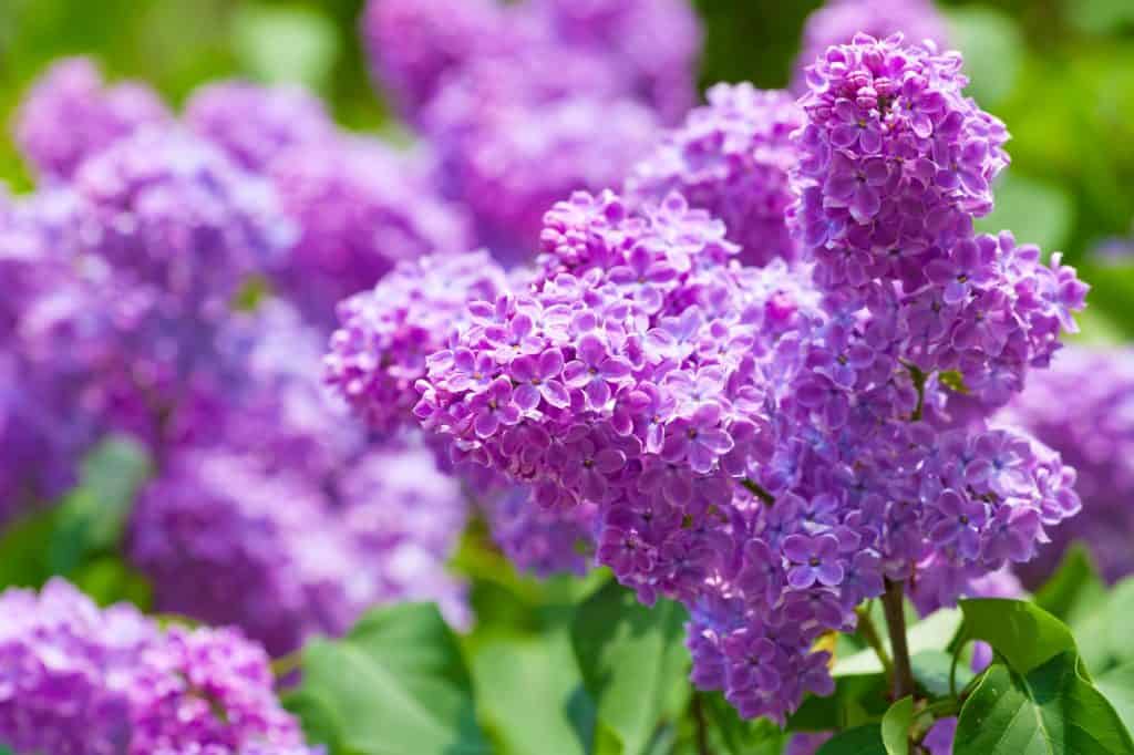 spring lilac flowers