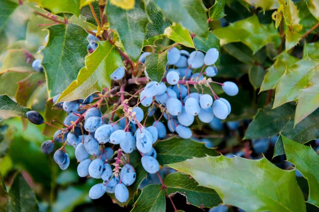 mahonia aquifolium evergreen shrubs