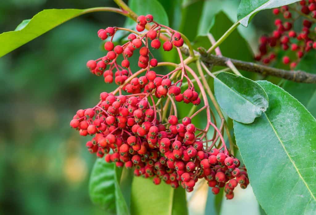 Photinia perfect shrubs