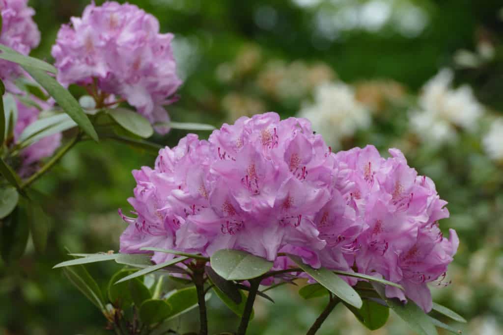 Rhododendron