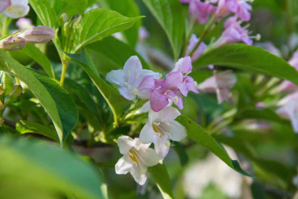 Weigela shrubs