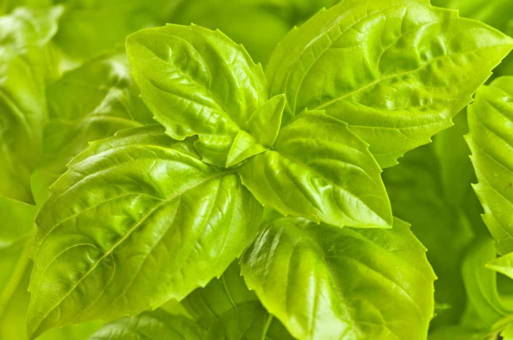 basil plant