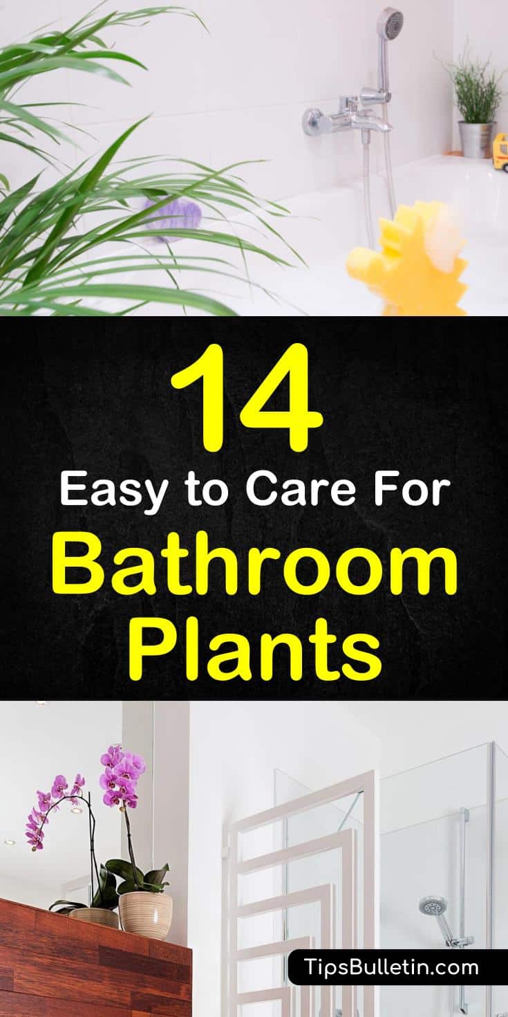 The best 17 plants to spruce up your bathroom and brighten your apartment. These plants thrive in low light, no sunlight, and sunny conditions. These are the best ideas for small spaces and windowless rooms. Place them on sinks, tubs, or hanging in the shower. #bathroomplants #plantsbathroom