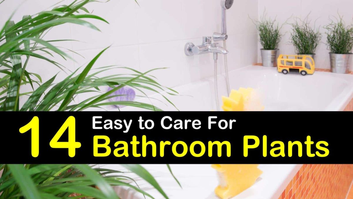 14 Easy to Care for Bathroom Plants