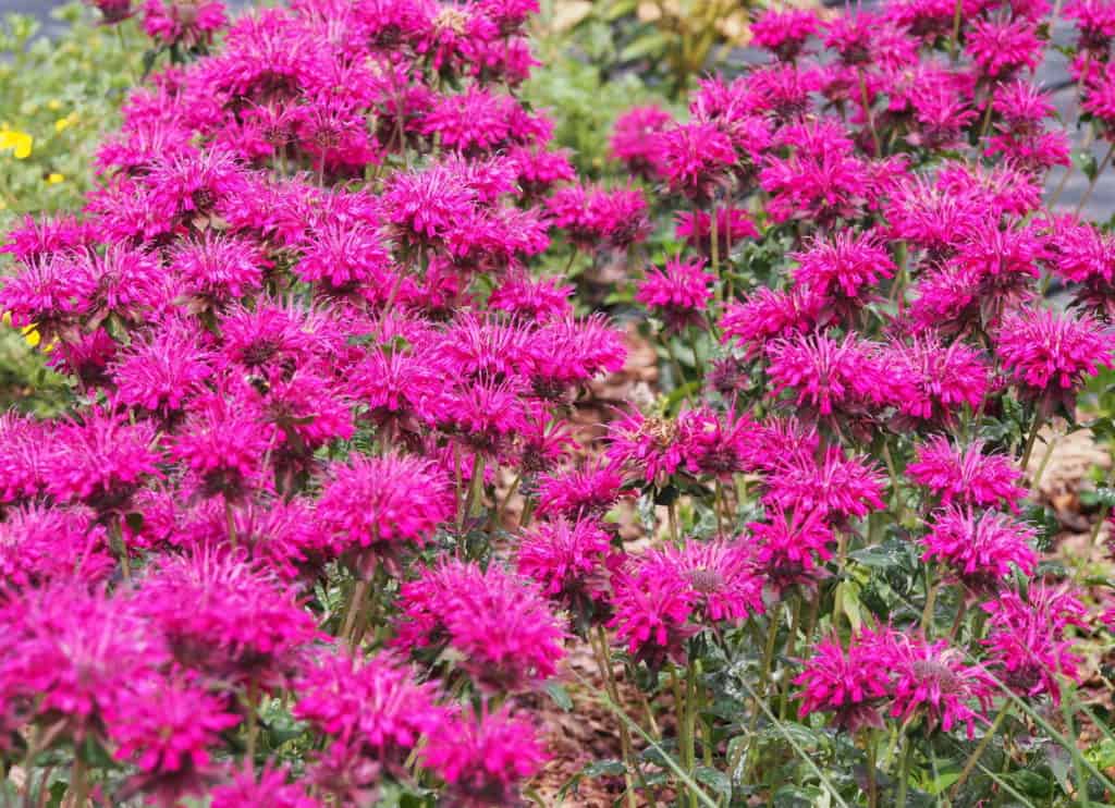 bee balm plants