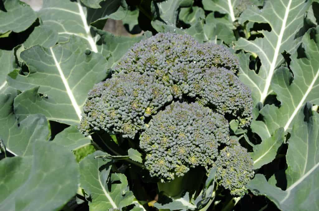 Broccoli vegetable