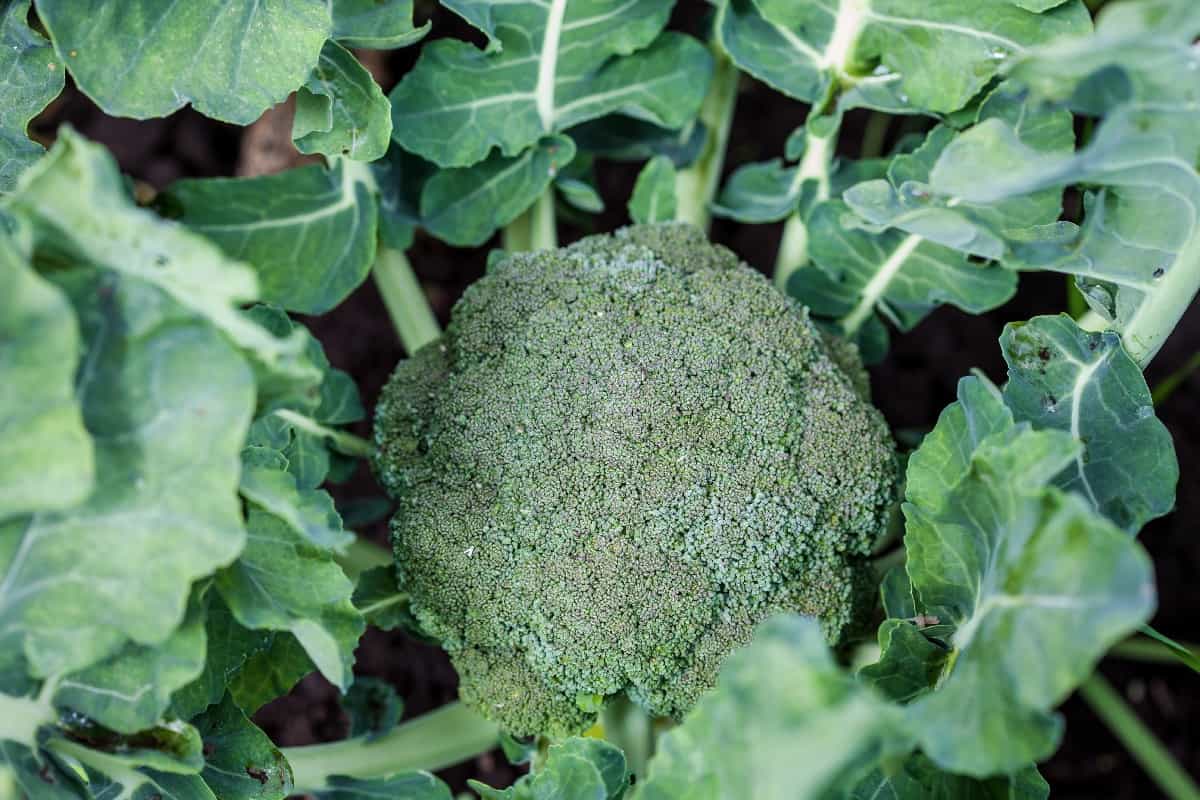 companion planting guide for broccoli img