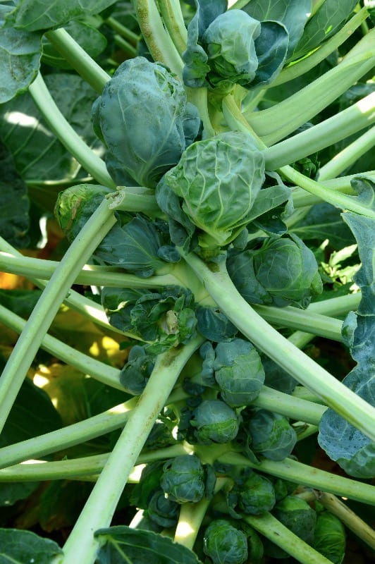 brussels sprouts