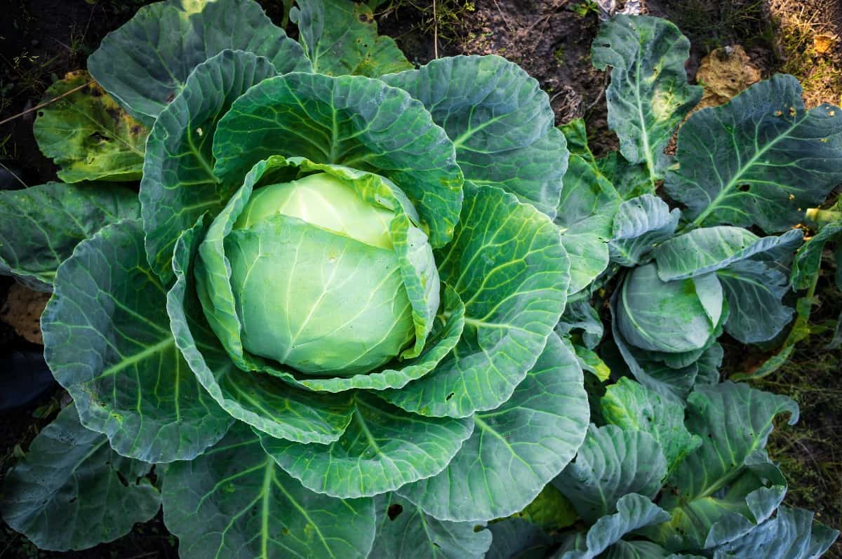 image of companion planting cabbage plants