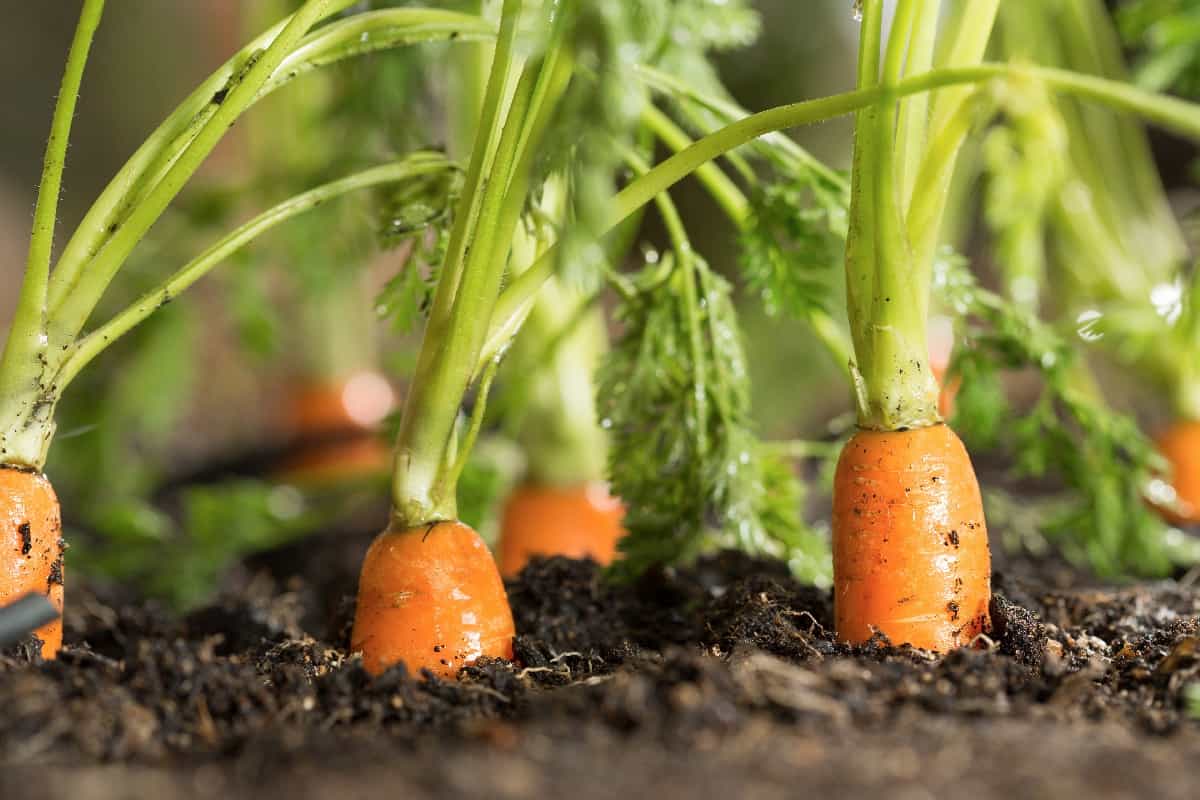 carrot plants