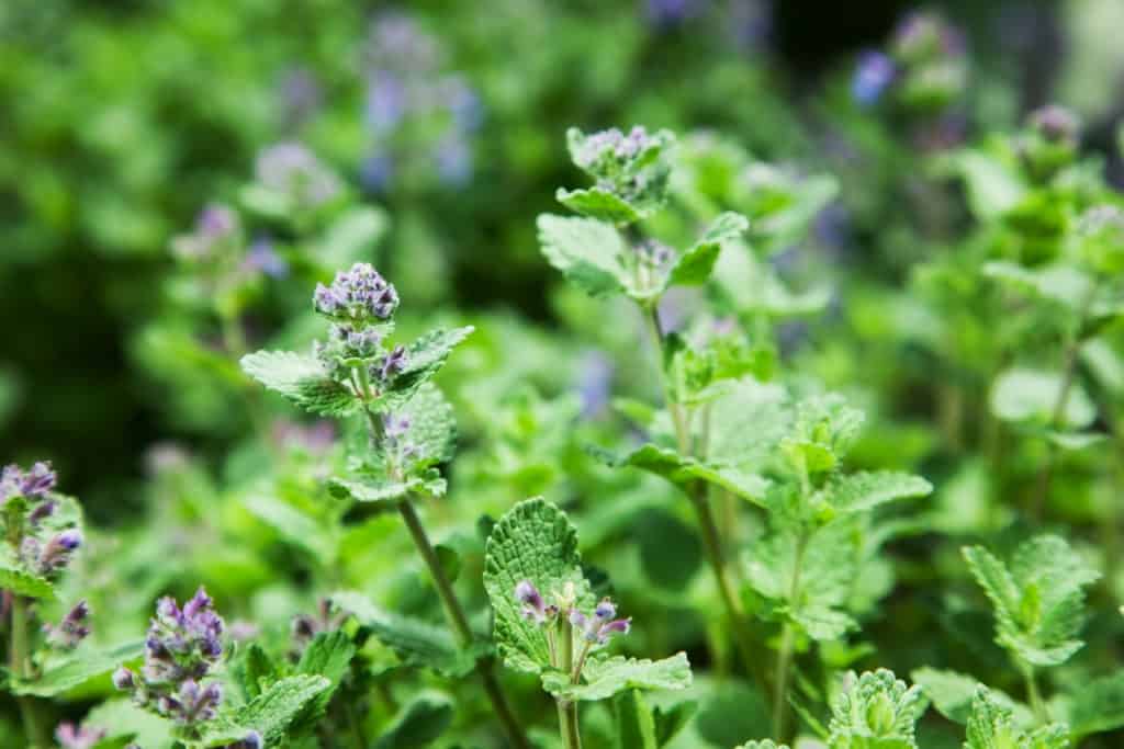 catnip mint repelling flies plant