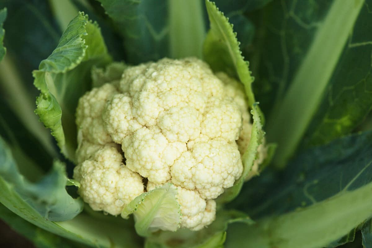 cauliflower as companion plant