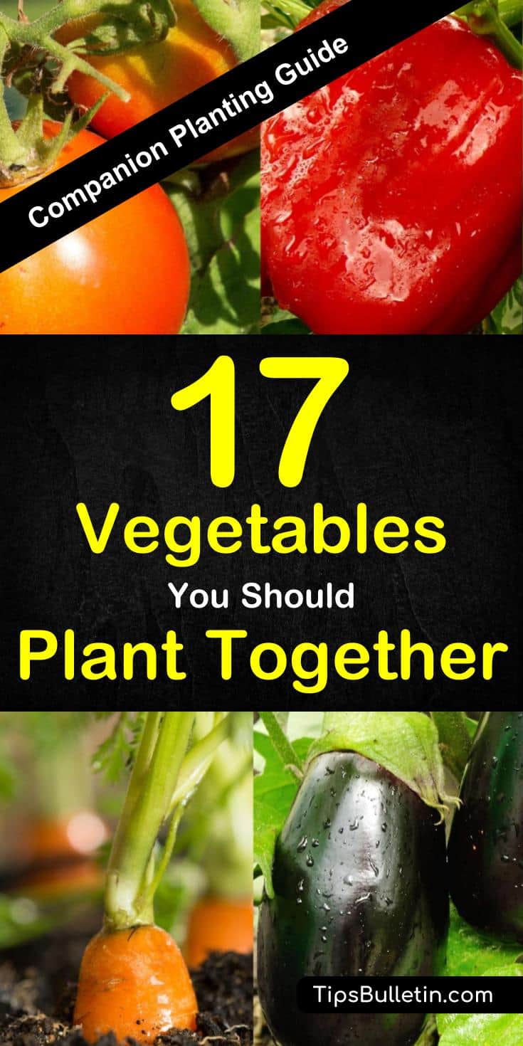 Companion planting guide for 17 different vegetables and its combinations. Covering peppers, squash, tomatoes, zucchini, broccoli, cucumbers, garlic and more. With detailed explanation what vegetables plant together in your garden or in containers. #companionplanting #companion #vegetables #plants