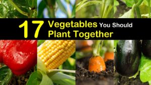 companion planting guide titimg1