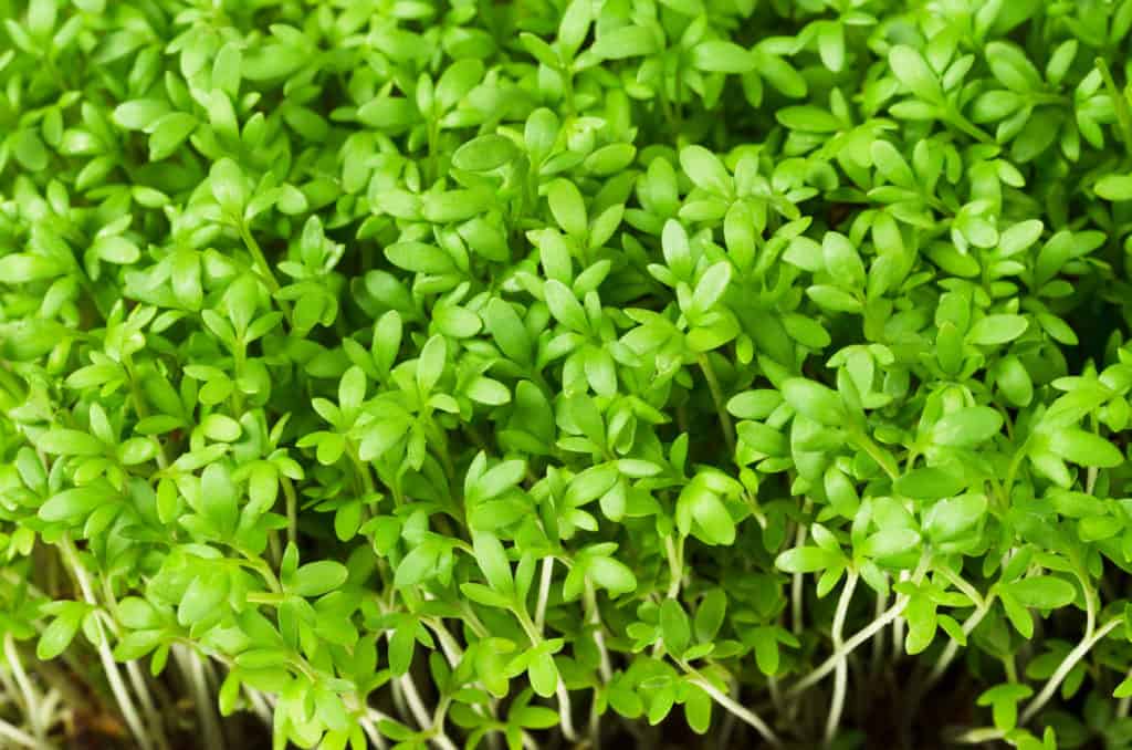 Garden cress