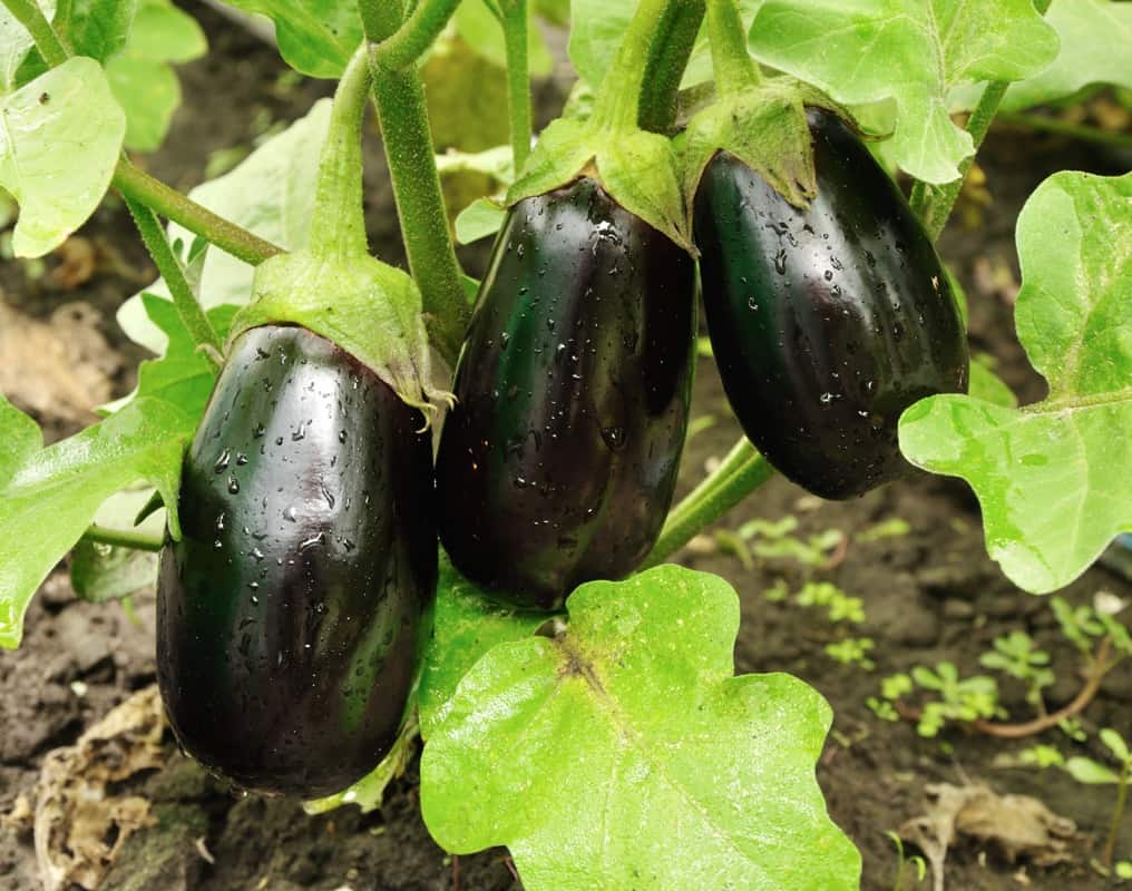 eggplant - vegetable companion planting