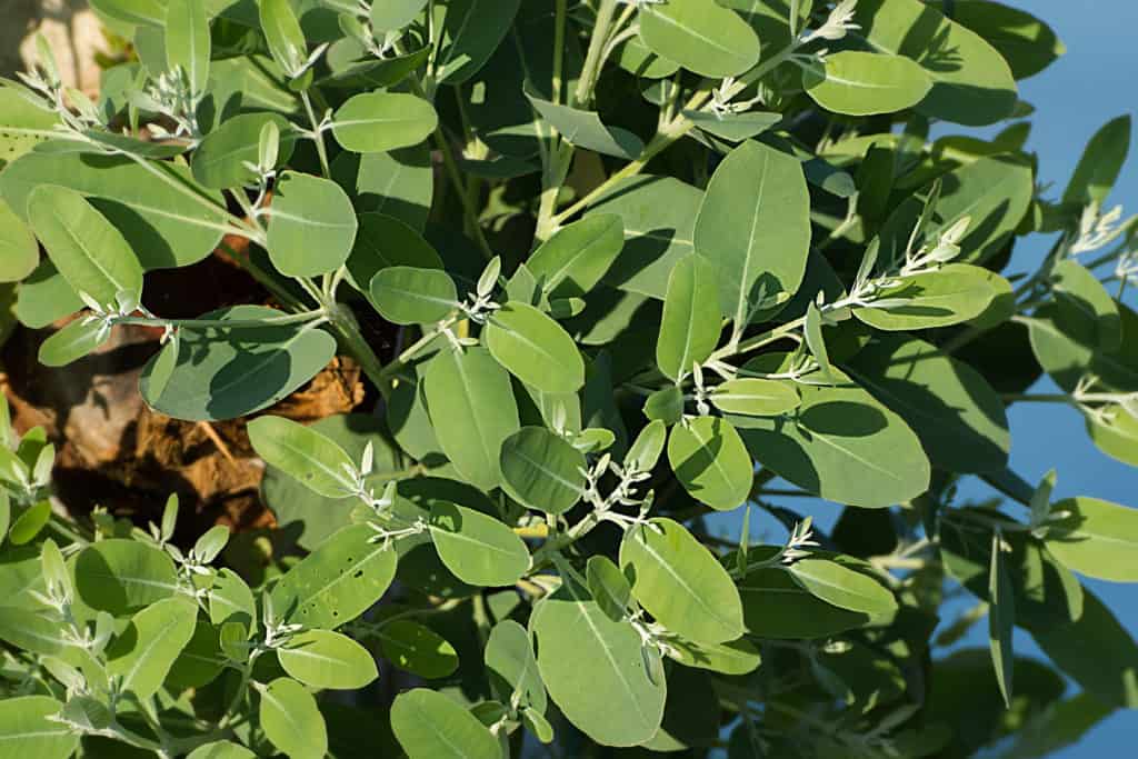 eucalyptus tree