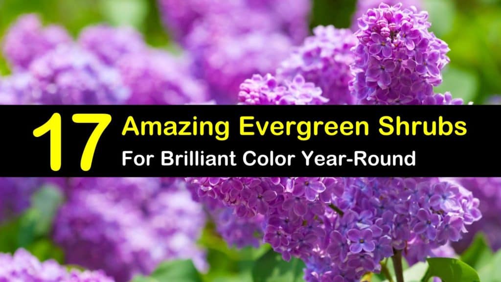 17 Amazing Evergreen Shrubs for Brilliant Color Year-Round