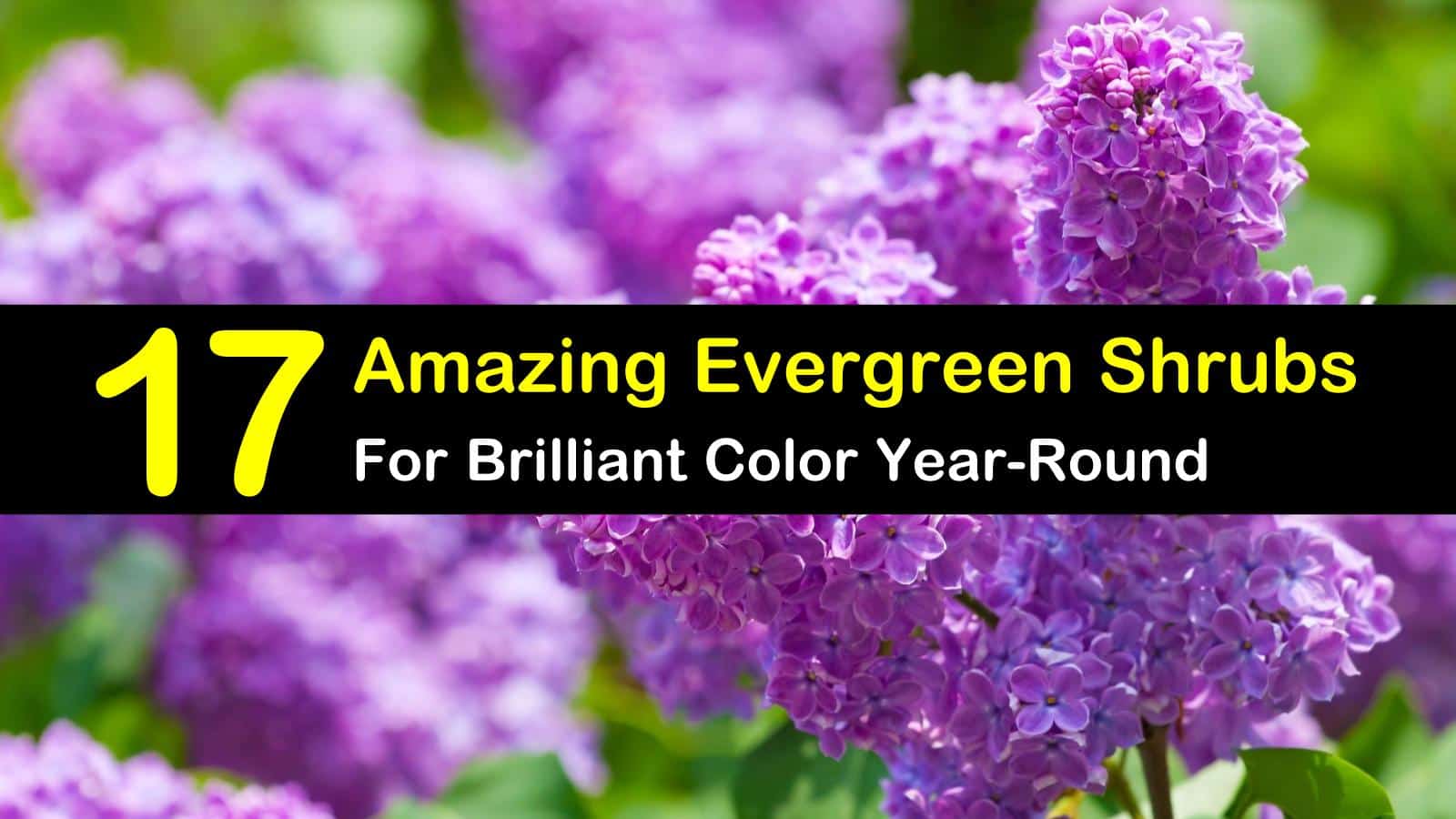 17 Amazing Evergreen Shrubs for Brilliant Color Year Round 17 Amazing Evergreen Shrubs for Brilliant Color Year Round