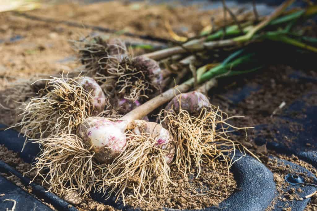 garlic bulbs