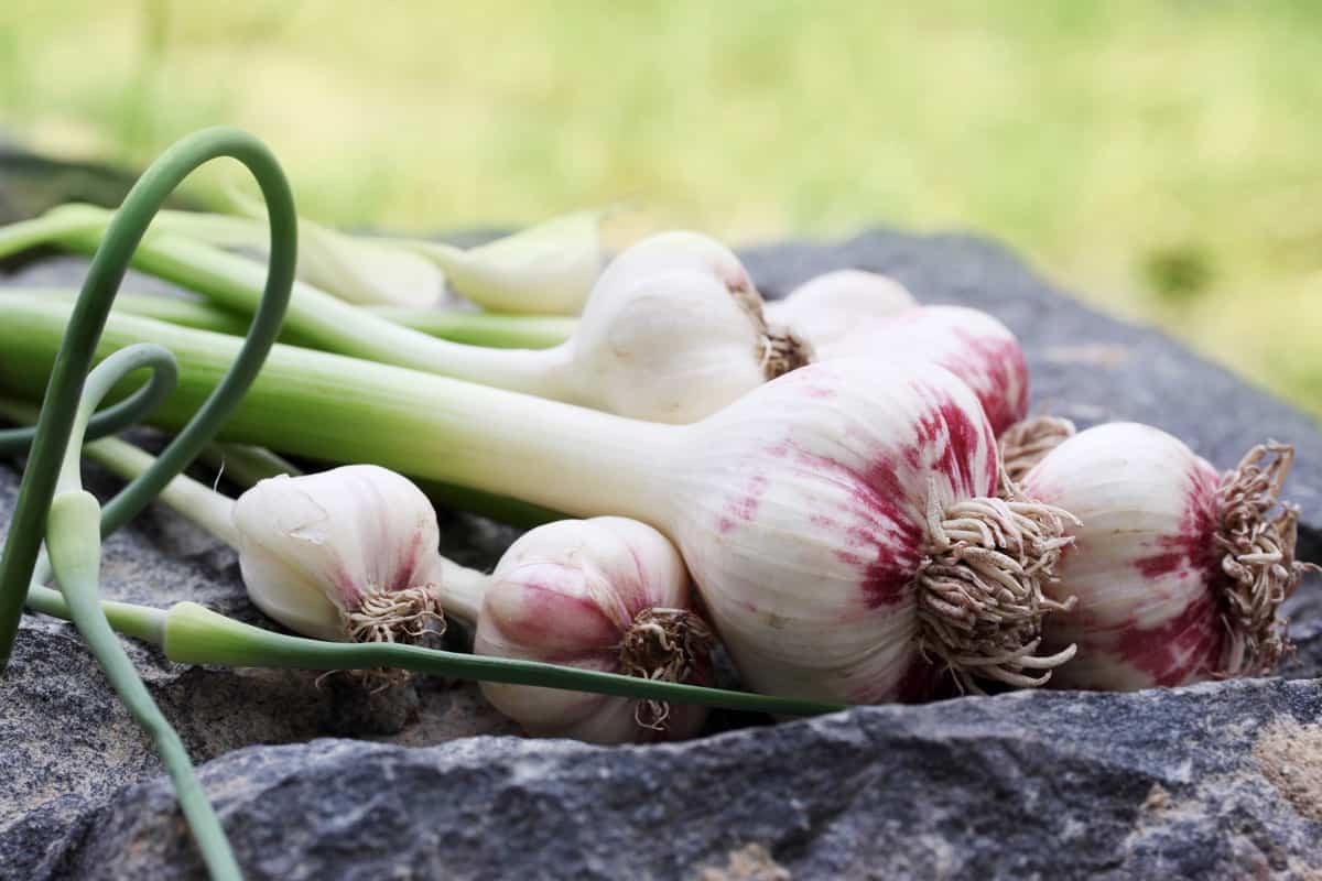 fresh garlic plants