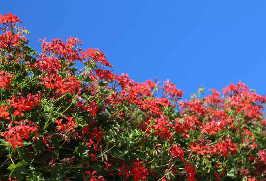 geraniums