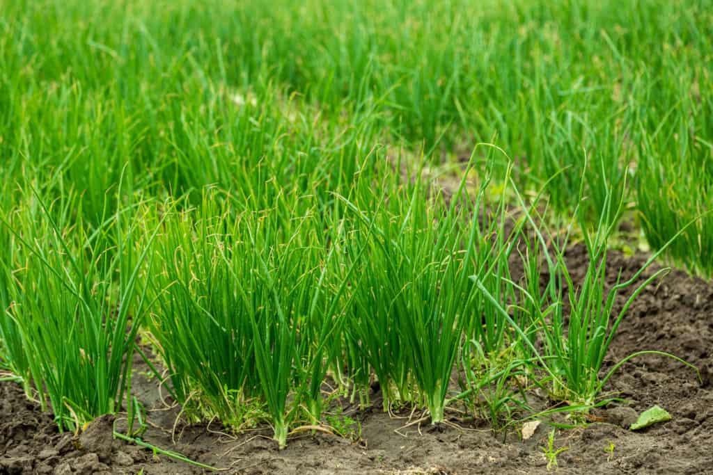 green onions - vegetables growing in shade img