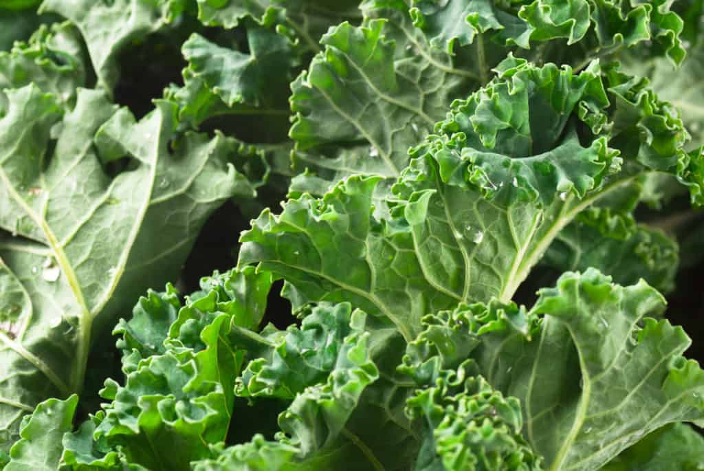 Kale - shade vegetables
